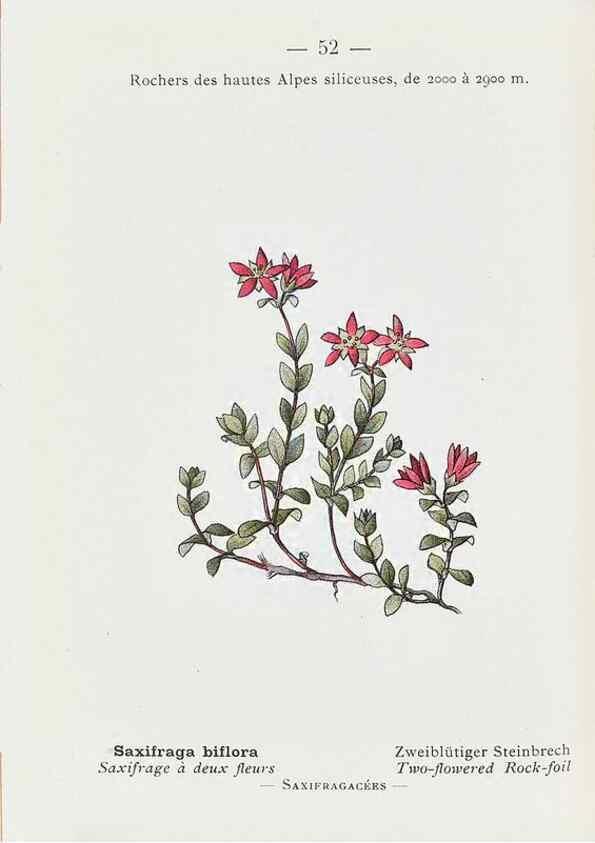 Reproducción/Reproduction 49345740927: Nouvelle flore coloriée de poche des Alpes et des Pyrénées.. Paris,Klincksieck,1906-1912.. 