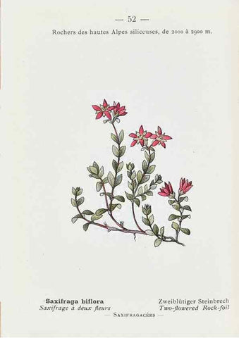 Reproducción/Reproduction 49345740927: Nouvelle flore coloriée de poche des Alpes et des Pyrénées.. Paris,Klincksieck,1906-1912.. 