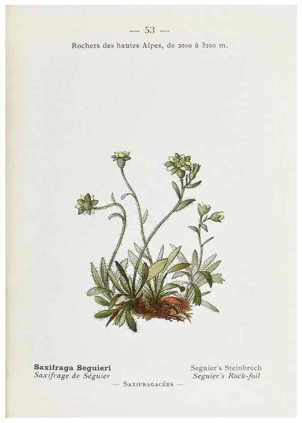 Reproducción/Reproduction 49345068013: Nouvelle flore coloriée de poche des Alpes et des Pyrénées.. Paris,Klincksieck,1906-1912.. 