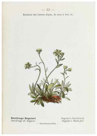 Reproducción/Reproduction 49345068013: Nouvelle flore coloriée de poche des Alpes et des Pyrénées.. Paris,Klincksieck,1906-1912.. 