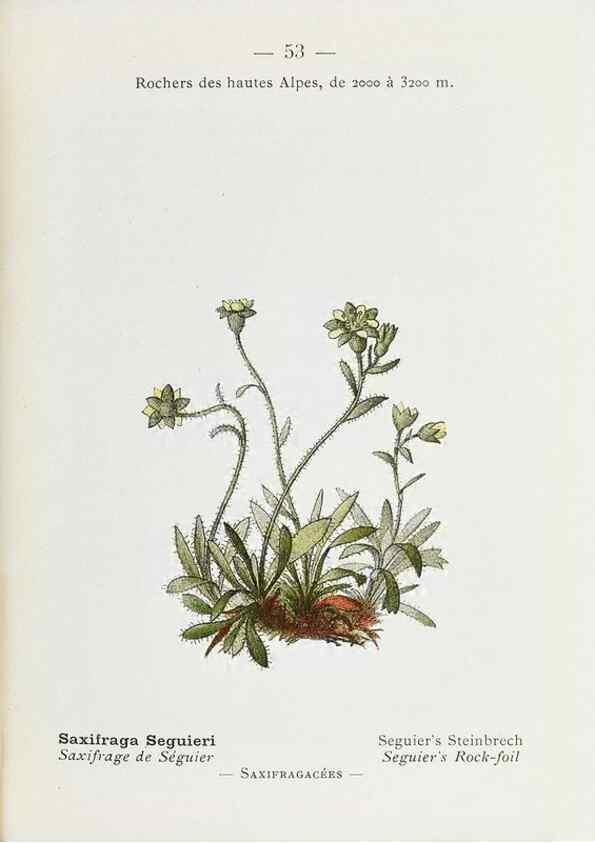 Reproducción/Reproduction 49345068013: Nouvelle flore coloriée de poche des Alpes et des Pyrénées.. Paris,Klincksieck,1906-1912.. 
