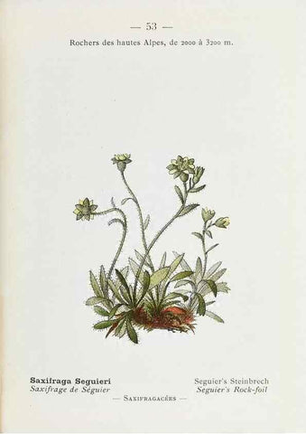 Reproducción/Reproduction 49345068013: Nouvelle flore coloriée de poche des Alpes et des Pyrénées.. Paris,Klincksieck,1906-1912.. 