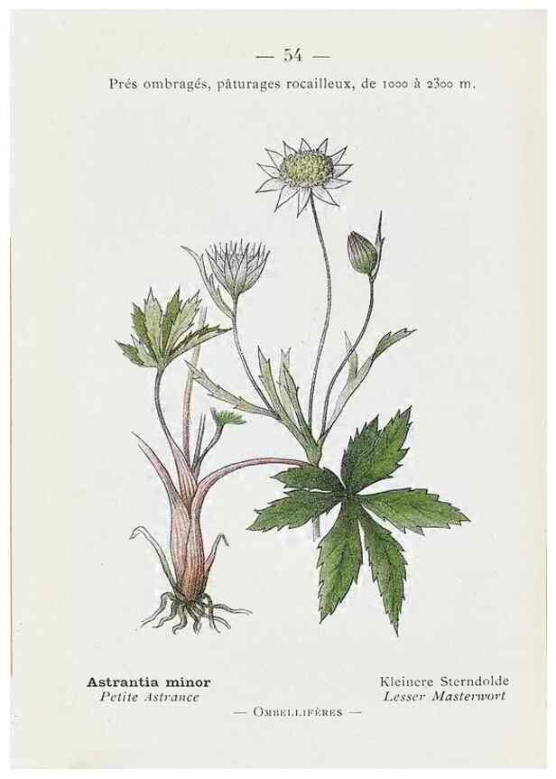 Reproducción/Reproduction 49345068488: Nouvelle flore coloriée de poche des Alpes et des Pyrénées.. Paris,Klincksieck,1906-1912.. 