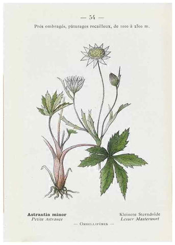 Reproducción/Reproduction 49345068488: Nouvelle flore coloriée de poche des Alpes et des Pyrénées.. Paris,Klincksieck,1906-1912.. 