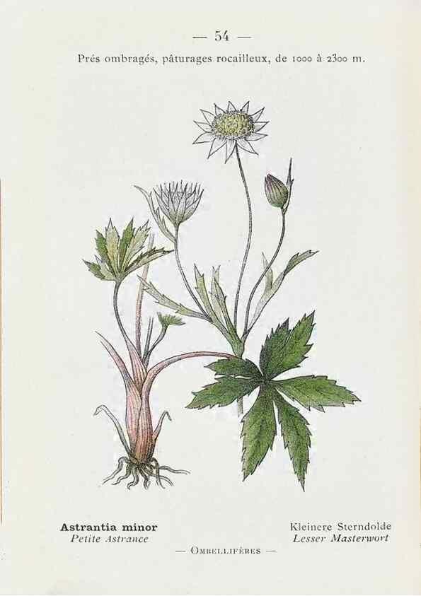 Reproducción/Reproduction 49345068488: Nouvelle flore coloriée de poche des Alpes et des Pyrénées.. Paris,Klincksieck,1906-1912.. 