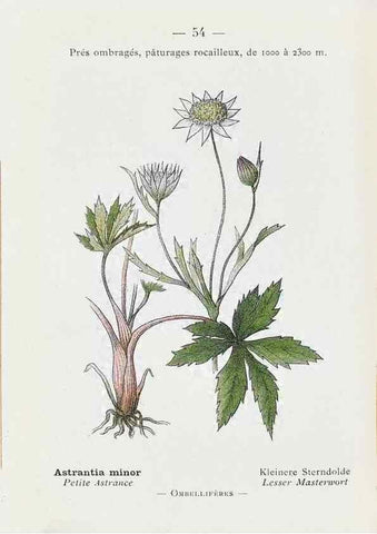 Reproducción/Reproduction 49345068488: Nouvelle flore coloriée de poche des Alpes et des Pyrénées.. Paris,Klincksieck,1906-1912.. 