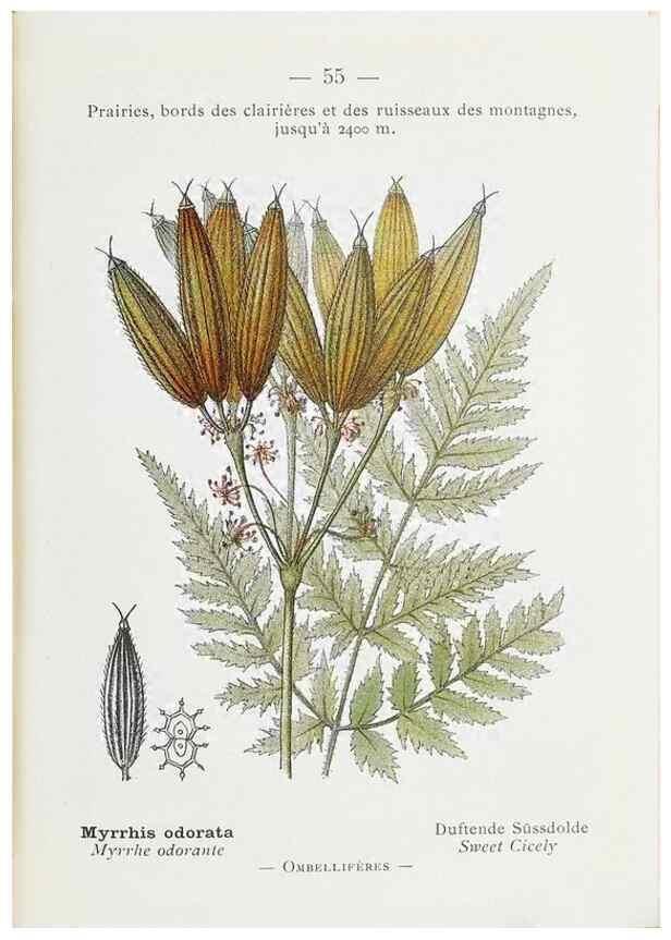 Reproducción/Reproduction 49345742112: Nouvelle flore coloriée de poche des Alpes et des Pyrénées.. Paris,Klincksieck,1906-1912.. 