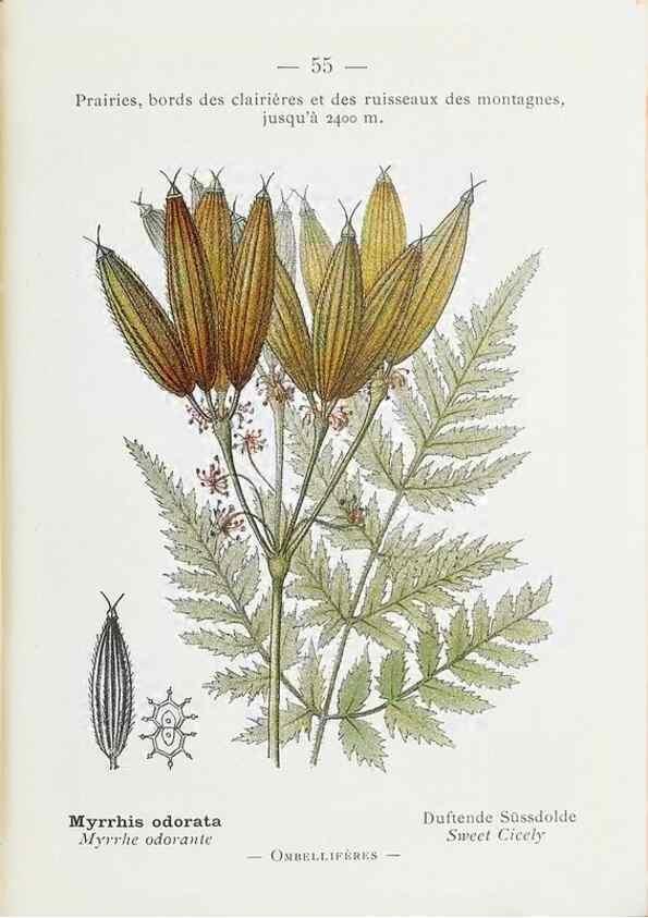 Reproducción/Reproduction 49345742112: Nouvelle flore coloriée de poche des Alpes et des Pyrénées.. Paris,Klincksieck,1906-1912.. 