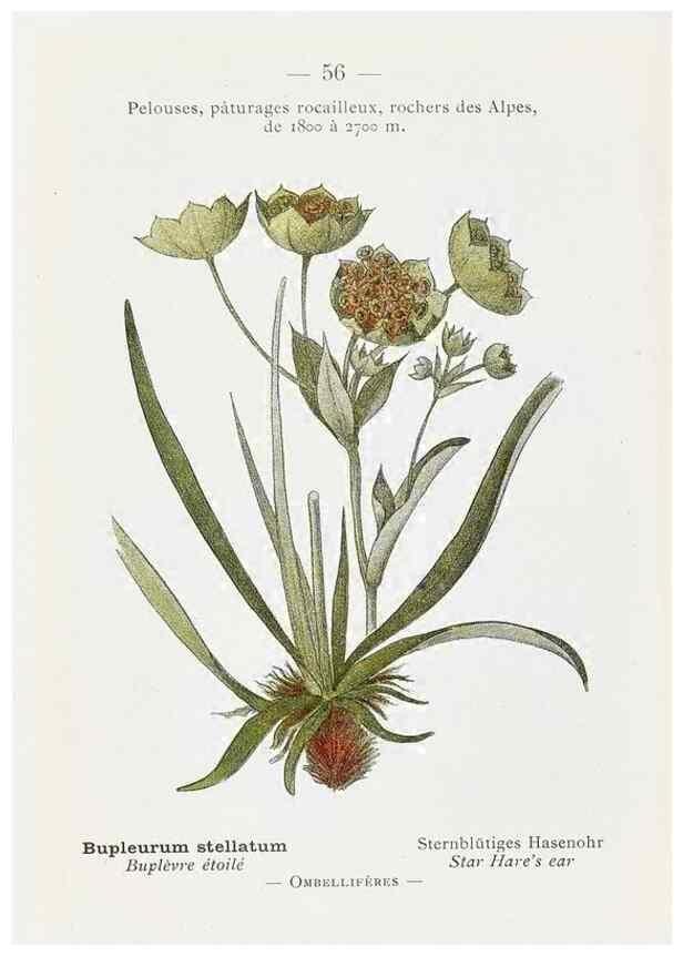 Reproducción/Reproduction 49345069308: Nouvelle flore coloriée de poche des Alpes et des Pyrénées.. Paris,Klincksieck,1906-1912.. 
