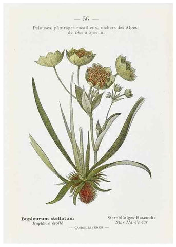 Reproducción/Reproduction 49345069308: Nouvelle flore coloriée de poche des Alpes et des Pyrénées.. Paris,Klincksieck,1906-1912.. 