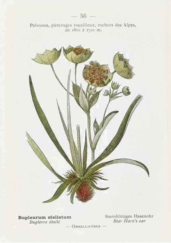 Reproducción/Reproduction 49345069308: Nouvelle flore coloriée de poche des Alpes et des Pyrénées.. Paris,Klincksieck,1906-1912.. 