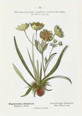 Reproducción/Reproduction 49345069308: Nouvelle flore coloriée de poche des Alpes et des Pyrénées.. Paris,Klincksieck,1906-1912.. 