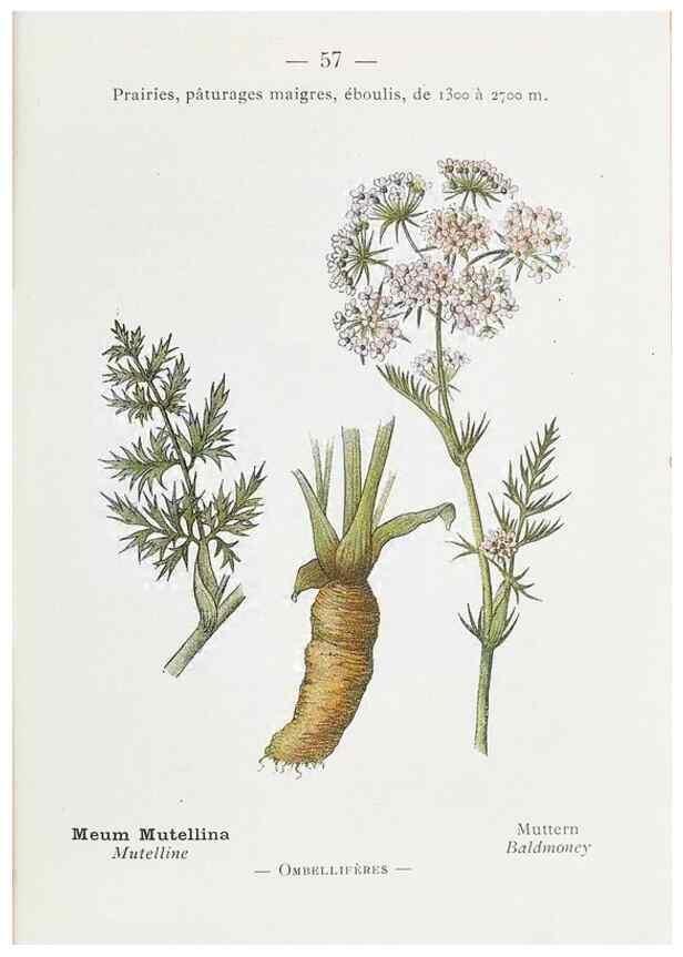 Reproducción/Reproduction 49345531151: Nouvelle flore coloriée de poche des Alpes et des Pyrénées.. Paris,Klincksieck,1906-1912.. 
