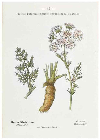 Reproducción/Reproduction 49345531151: Nouvelle flore coloriée de poche des Alpes et des Pyrénées.. Paris,Klincksieck,1906-1912.. 