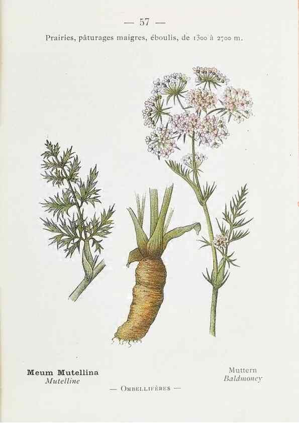 Reproducción/Reproduction 49345531151: Nouvelle flore coloriée de poche des Alpes et des Pyrénées.. Paris,Klincksieck,1906-1912.. 