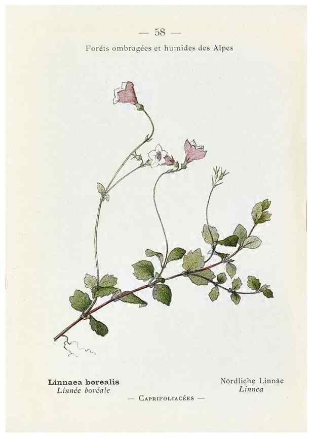 Reproducción/Reproduction 49345743252: Nouvelle flore coloriée de poche des Alpes et des Pyrénées.. Paris,Klincksieck,1906-1912.. 