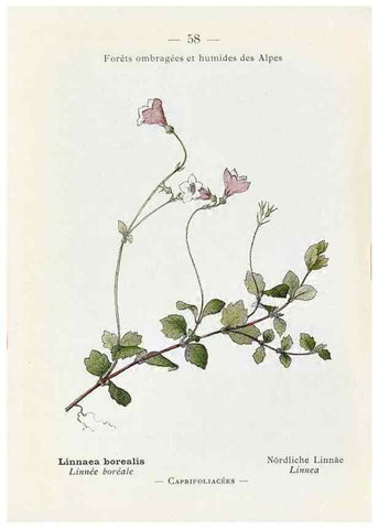 Reproducción/Reproduction 49345743252: Nouvelle flore coloriée de poche des Alpes et des Pyrénées.. Paris,Klincksieck,1906-1912.. 