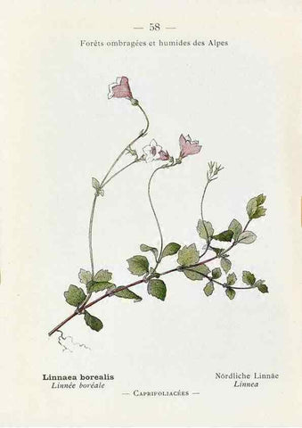 Reproducción/Reproduction 49345743252: Nouvelle flore coloriée de poche des Alpes et des Pyrénées.. Paris,Klincksieck,1906-1912.. 