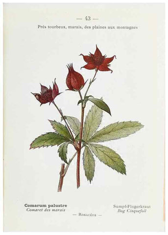 Reproducción/Reproduction 49345510426: Nouvelle flore coloriée de poche des Alpes et des Pyrénées.. Paris,Klincksieck,1906-1912.. 