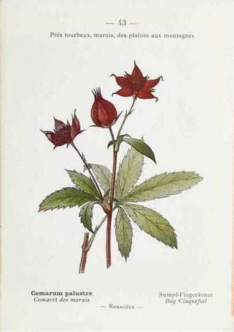 Reproducción/Reproduction 49345510426: Nouvelle flore coloriée de poche des Alpes et des Pyrénées.. Paris,Klincksieck,1906-1912.. 
