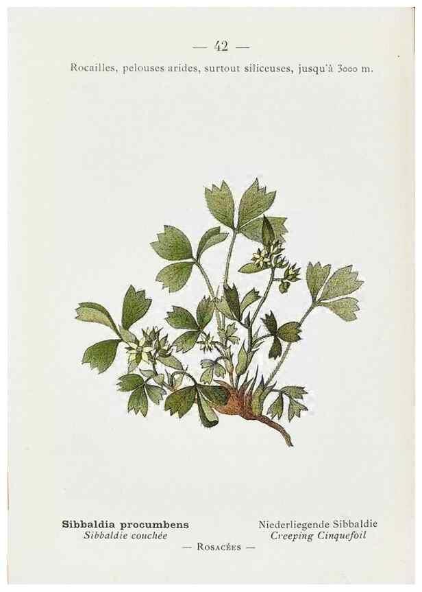 Reproducción/Reproduction 49345049153: Nouvelle flore coloriée de poche des Alpes et des Pyrénées.. Paris,Klincksieck,1906-1912.. 