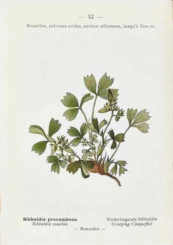 Reproducción/Reproduction 49345049153: Nouvelle flore coloriée de poche des Alpes et des Pyrénées.. Paris,Klincksieck,1906-1912.. 