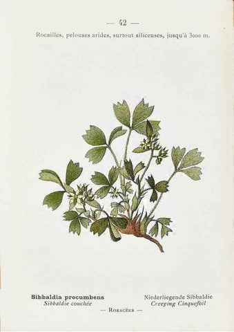 Reproducción/Reproduction 49345049153: Nouvelle flore coloriée de poche des Alpes et des Pyrénées.. Paris,Klincksieck,1906-1912.. 