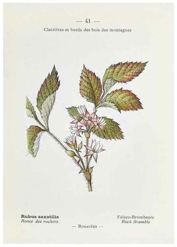 Reproducción/Reproduction 49345509596: Nouvelle flore coloriée de poche des Alpes et des Pyrénées.. Paris,Klincksieck,1906-1912.. 