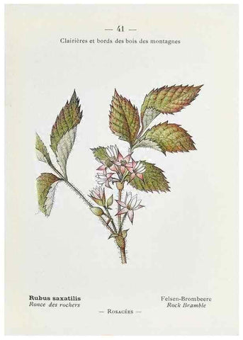 Reproducción/Reproduction 49345509596: Nouvelle flore coloriée de poche des Alpes et des Pyrénées.. Paris,Klincksieck,1906-1912.. 