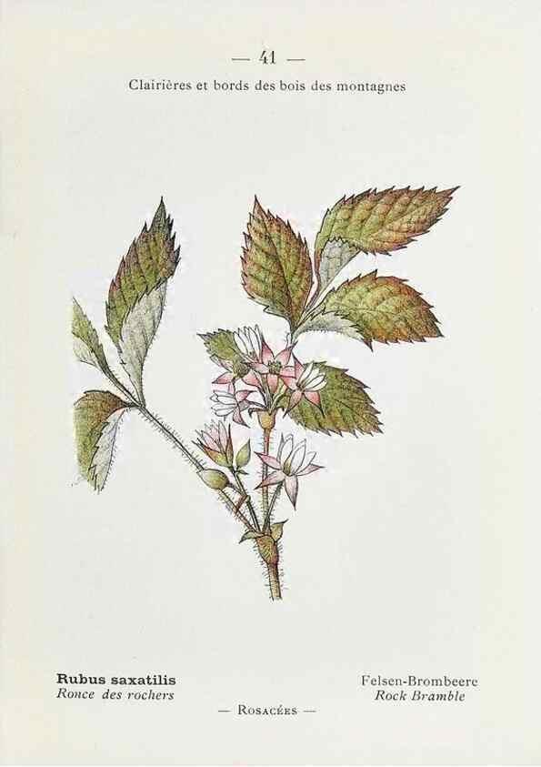 Reproducción/Reproduction 49345509596: Nouvelle flore coloriée de poche des Alpes et des Pyrénées.. Paris,Klincksieck,1906-1912.. 