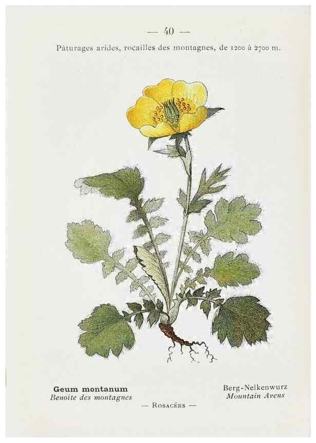 Reproducción/Reproduction 49345048453: Nouvelle flore coloriée de poche des Alpes et des Pyrénées.. Paris,Klincksieck,1906-1912.. 