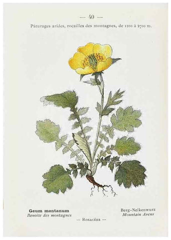 Reproducción/Reproduction 49345048453: Nouvelle flore coloriée de poche des Alpes et des Pyrénées.. Paris,Klincksieck,1906-1912.. 