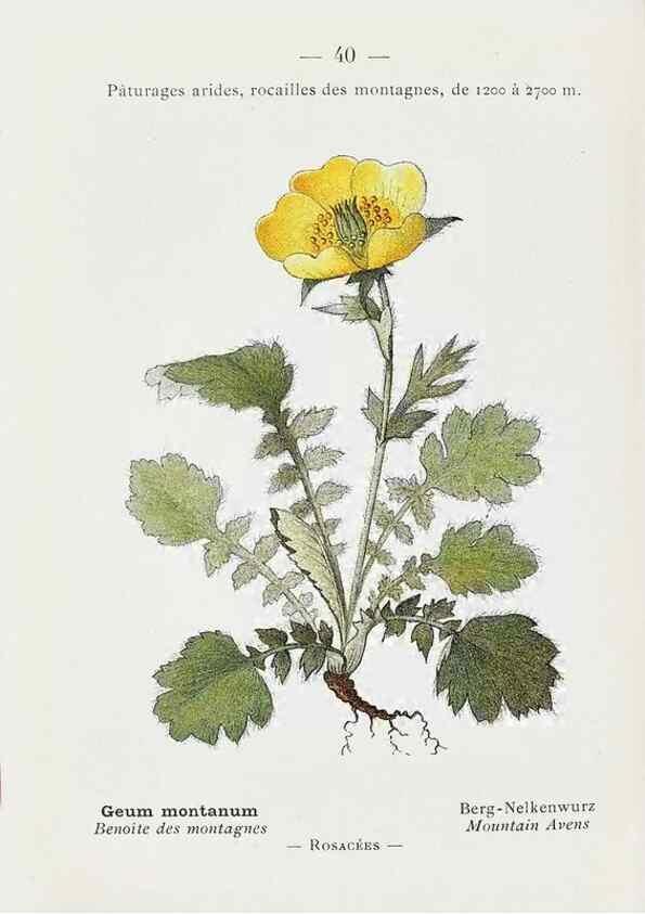 Reproducción/Reproduction 49345048453: Nouvelle flore coloriée de poche des Alpes et des Pyrénées.. Paris,Klincksieck,1906-1912.. 