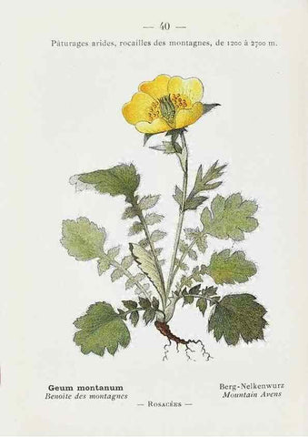 Reproducción/Reproduction 49345048453: Nouvelle flore coloriée de poche des Alpes et des Pyrénées.. Paris,Klincksieck,1906-1912.. 