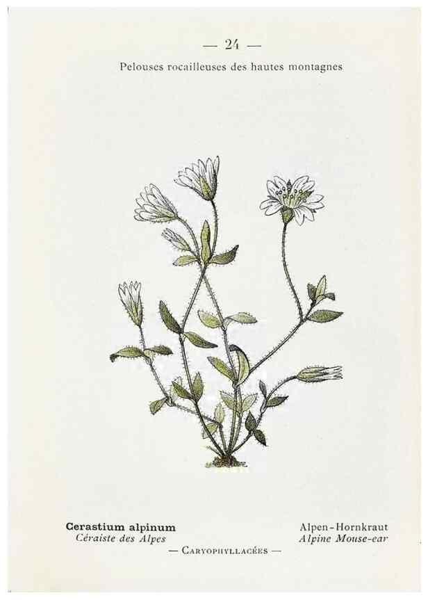 Reproducción/Reproduction 49345041873: Nouvelle flore coloriée de poche des Alpes et des Pyrénées.. Paris,Klincksieck,1906-1912.. 