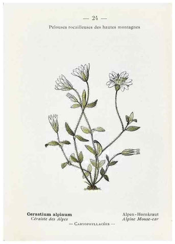 Reproducción/Reproduction 49345041873: Nouvelle flore coloriée de poche des Alpes et des Pyrénées.. Paris,Klincksieck,1906-1912.. 