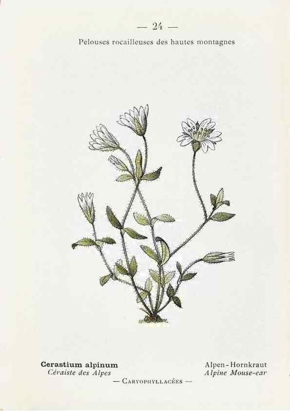 Reproducción/Reproduction 49345041873: Nouvelle flore coloriée de poche des Alpes et des Pyrénées.. Paris,Klincksieck,1906-1912.. 