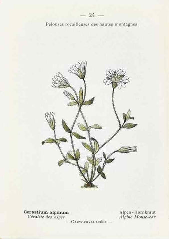 Reproducción/Reproduction 49345041873: Nouvelle flore coloriée de poche des Alpes et des Pyrénées.. Paris,Klincksieck,1906-1912.. 