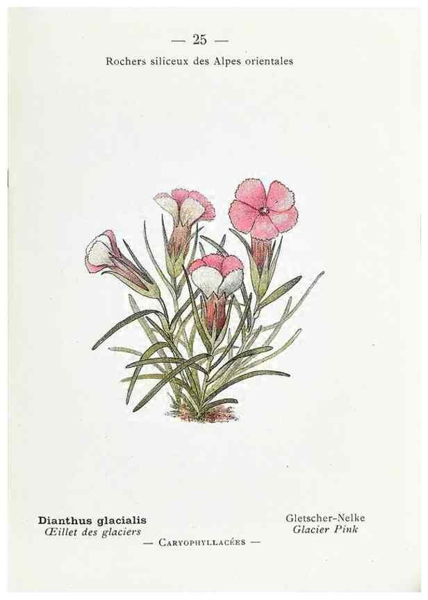 Reproducción/Reproduction 49345042283: Nouvelle flore coloriée de poche des Alpes et des Pyrénées.. Paris,Klincksieck,1906-1912.. 