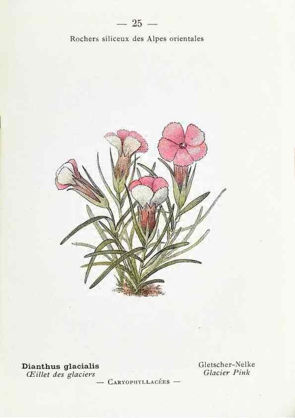 Reproducción/Reproduction 49345042283: Nouvelle flore coloriée de poche des Alpes et des Pyrénées.. Paris,Klincksieck,1906-1912.. 