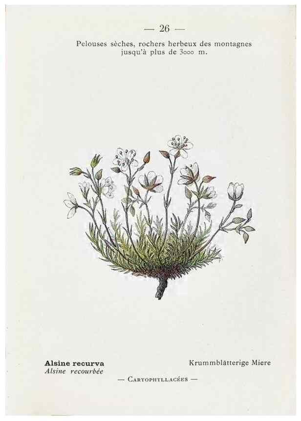 Reproducción/Reproduction 49345042608: Nouvelle flore coloriée de poche des Alpes et des Pyrénées.. Paris,Klincksieck,1906-1912.. 