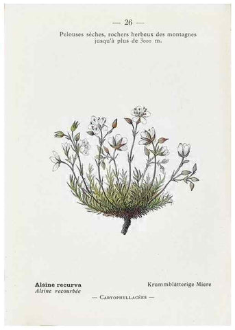 Reproducción/Reproduction 49345042608: Nouvelle flore coloriée de poche des Alpes et des Pyrénées.. Paris,Klincksieck,1906-1912.. 