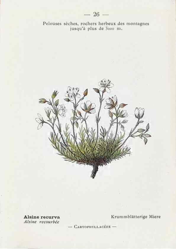 Reproducción/Reproduction 49345042608: Nouvelle flore coloriée de poche des Alpes et des Pyrénées.. Paris,Klincksieck,1906-1912.. 