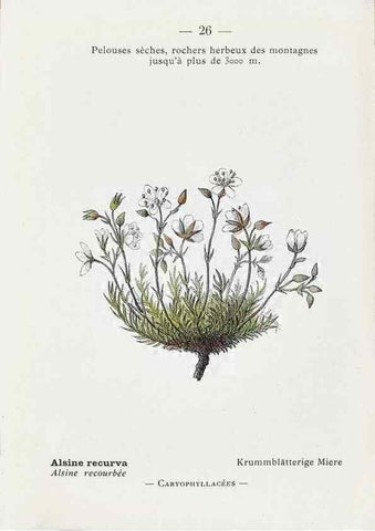 Reproducción/Reproduction 49345042608: Nouvelle flore coloriée de poche des Alpes et des Pyrénées.. Paris,Klincksieck,1906-1912.. 