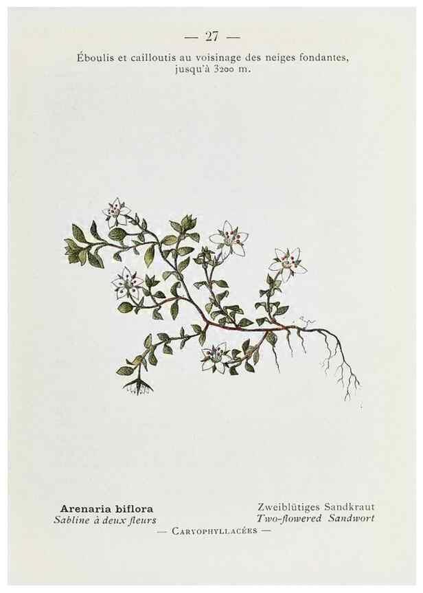 Reproducción/Reproduction 49345043023: Nouvelle flore coloriée de poche des Alpes et des Pyrénées.. Paris,Klincksieck,1906-1912.. 