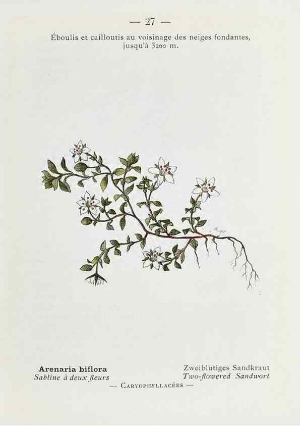 Reproducción/Reproduction 49345043023: Nouvelle flore coloriée de poche des Alpes et des Pyrénées.. Paris,Klincksieck,1906-1912.. 