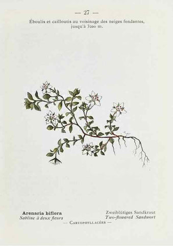 Reproducción/Reproduction 49345043023: Nouvelle flore coloriée de poche des Alpes et des Pyrénées.. Paris,Klincksieck,1906-1912.. 