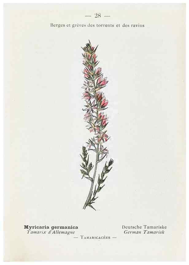 Reproducción/Reproduction 49345504216: Nouvelle flore coloriée de poche des Alpes et des Pyrénées.. Paris,Klincksieck,1906-1912.. 