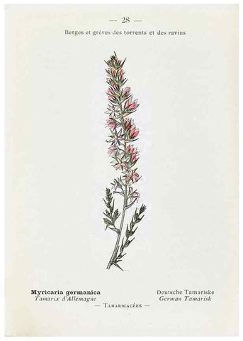 Reproducción/Reproduction 49345504216: Nouvelle flore coloriée de poche des Alpes et des Pyrénées.. Paris,Klincksieck,1906-1912.. 