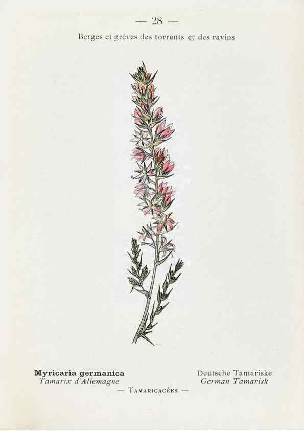 Reproducción/Reproduction 49345504216: Nouvelle flore coloriée de poche des Alpes et des Pyrénées.. Paris,Klincksieck,1906-1912.. 